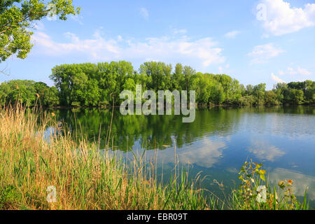 Alte Rhein Fluss-Arm im Frühjahr, Deutschland, Baden-Württemberg Stockfoto