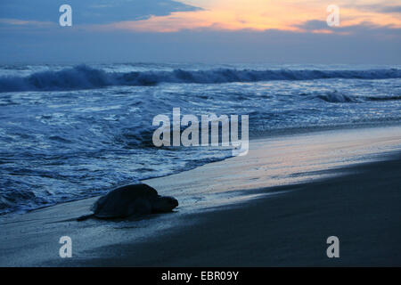 grüne Schildkröte, Turtle Rock, Fleisch Schildkröten (Chelonia Mydas), Schildkröte, die schleichende an Land für die Verlegung von Eiern, Mexiko, Oaxaca Stockfoto