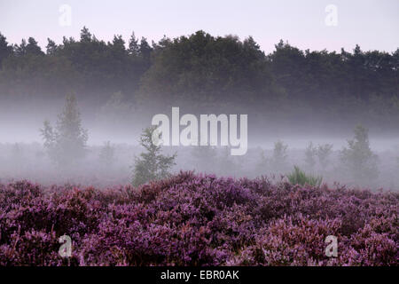 Gemeinsamen Heather, Ling, Heidekraut (Calluna Vulgaris), Bloooming Heide im Morgennebel, Niederlande, Nationalpark De Meinweg Stockfoto