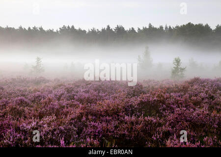 Gemeinsamen Heather, Ling, Heidekraut (Calluna Vulgaris), Bloooming Heide im Morgennebel, Niederlande, Nationalpark De Meinweg Stockfoto