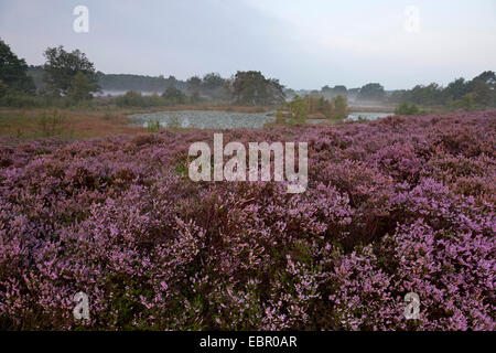 Gemeinsamen Heather, Ling, Heidekraut (Calluna Vulgaris), Bloooming Heide mit mehr Teich im Morgenlicht, Niederlande, Nationalpark De Meinweg Stockfoto