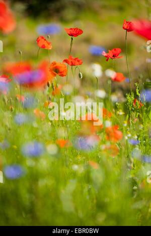 Schaltfläche "Bachelor's", Zusammenarbeit, Kornblume (Centaurea Cyanus), Kornblumen mit Mohn, Deutschland Stockfoto