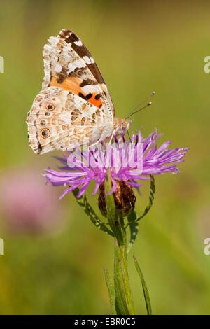 Distelfalter, Distel (Cynthia Cardui, Vanessa Cardui), bei Braun Flockenblume, Centaurea Jacea, Deutschland, Nordrhein-Westfalen Stockfoto