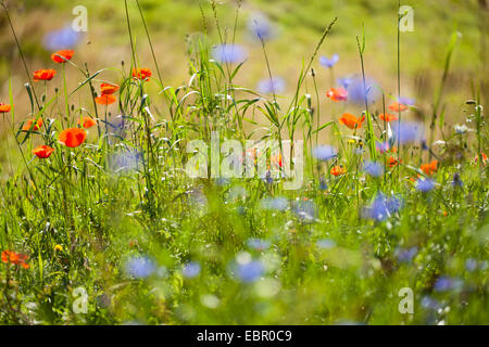 Schaltfläche "Bachelor's", Zusammenarbeit, Kornblume (Centaurea Cyanus), Kornblumen mit Mohn, Deutschland Stockfoto