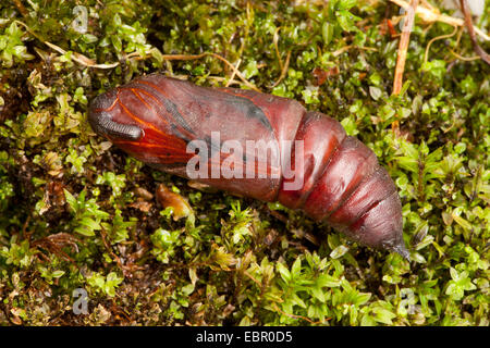 Liguster Hawkmoth (Sphinx Ligustri), Schmetterling-Puppe auf Moos, Deutschland, Rheinland-Pfalz Stockfoto