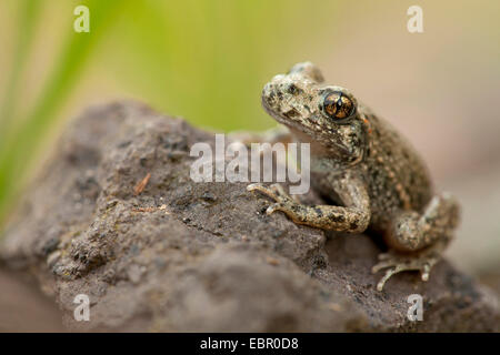 Hebamme-Kröte (Alytes Obstetricans), sitzt auf einem Stein, Deutschland, Rheinland-Pfalz Stockfoto