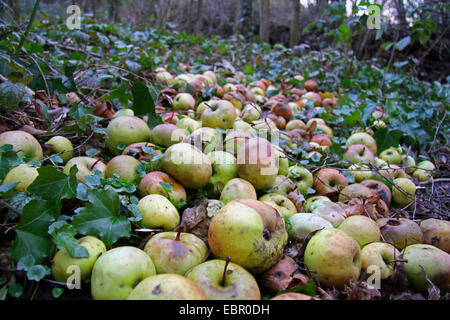 Apfel (Malus Domestica), Äpfel auf dem Boden für die Fütterung der Tiere in einem Wald im Winter, Deutschland Stockfoto