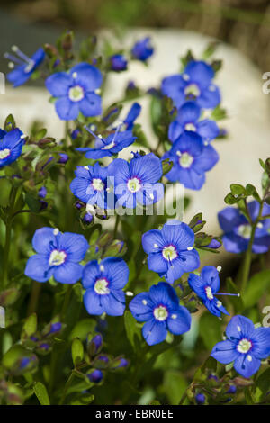 Felsen-Ehrenpreis (Veronica Fruticans), blühen, Schweiz, Schynige Platte Stockfoto