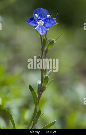 Felsen-Ehrenpreis (Veronica Fruticans), blühen, Schweiz Stockfoto