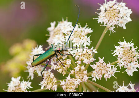 Moschus-Käfer (Aromia Moschata), sitzt auf einem Verbund, Deutschland, Rheinland-Pfalz Stockfoto