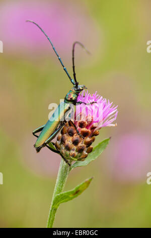 Moschus-Käfer (Aromia Moschata), bei Braun Flockenblume, Deutschland, Rheinland-Pfalz Stockfoto