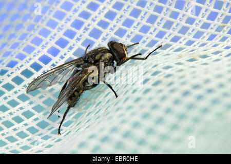 Stabil fliegen, Hund fliegen, Biting Stubenfliege (Stomoxys Calcitrans), auf Textilien, Deutschland Stockfoto