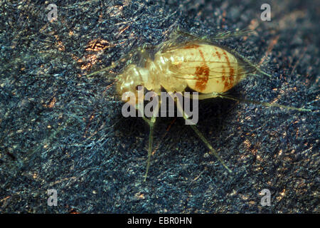 Psocid (Psocoptera), Draufsicht, Deutschland Stockfoto