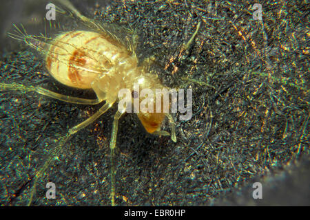 Psocid (Psocoptera), Draufsicht, Deutschland Stockfoto