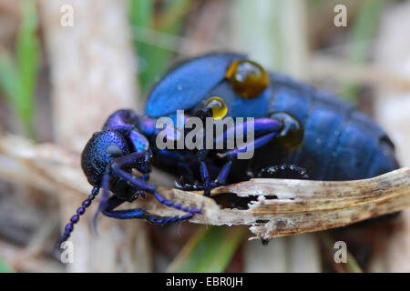 Öl-Käfer, schwarzes Öl Käfer (Meloe proscarabaeus), weiblich in Verteidigung Haltung, Secration Gift, Deutschland, Mecklenburg-Vorpommern Stockfoto