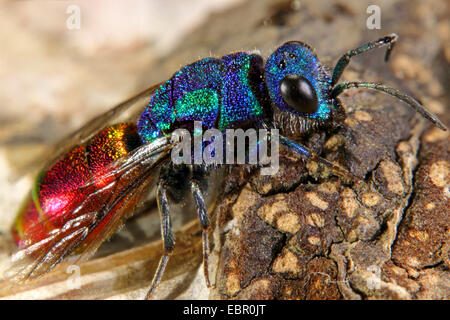 gemeinsamen gold Wespe, Ruby-Leitwerk, Ruby-tailed Wespe (Chrysis Ignita), auf Rinde, Deutschland Stockfoto