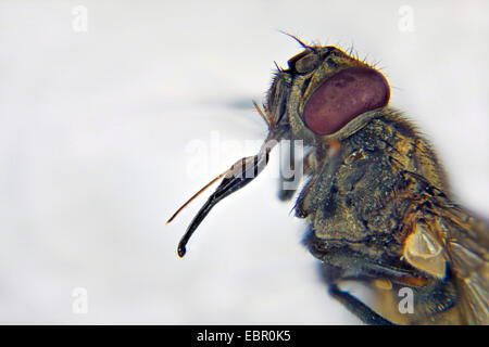 Stabil fliegen, Hund fliegen, Biting Stubenfliege (Stomoxys Calcitrans), Portrait mit Rüssel, Deutschland Stockfoto