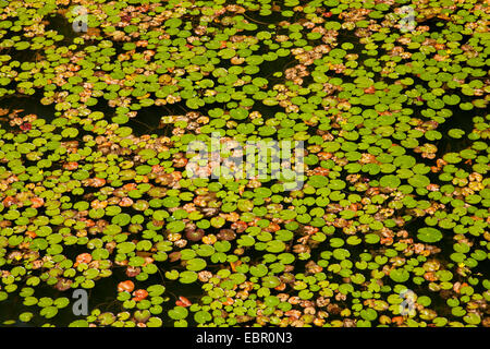 Gelbes Herz, Fransen Seerose (Nymphoides Peltata) schwimmende, Abdeckung des Flowating verlässt, Deutschland, Bayern Stockfoto