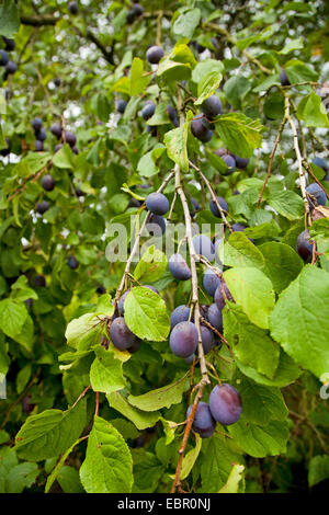 Pflaume (Prunus Domestica), Pflaumen in einem Pflaumenbaum, Deutschland, Rheinland-Pfalz Stockfoto