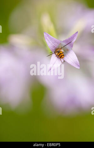 Marmelade Hoverfly (Episyrphus Balteatus), Bestäubung auf Verbreitung Glockenblume, Deutschland, Rheinland-Pfalz Stockfoto