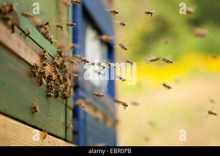 Honigbiene, Bienenkorb Biene (Apis Mellifera Mellifera), Ankunft von Bienen am Eingang des Bienenstocks, Deutschland, Rheinland-Pfalz Stockfoto