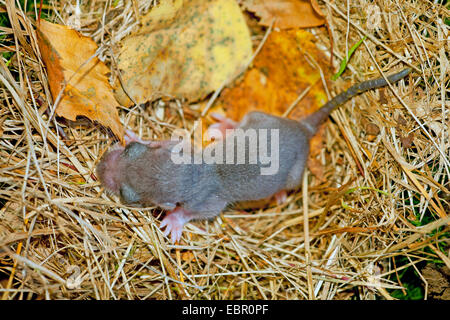 essbare Siebenschläfer, essbare bürgerliche Siebenschläfer, Fett Siebenschläfer, Eichhörnchen-tailed Siebenschläfer (Glis Glis), Tier Babys im Nest, Deutschland, Rheinland-Pfalz Stockfoto