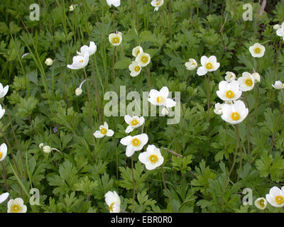 Schneeglöckchen-Anemone, Snowdrop Windflower (Anemone Sylvestris), Group, Deutschland Stockfoto