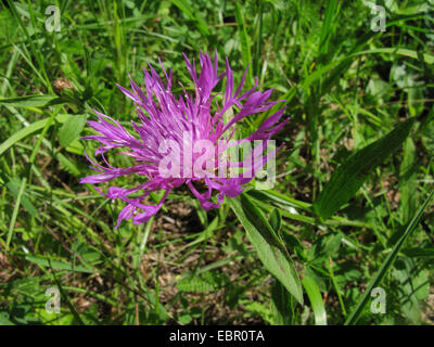 braune Flockenblume, braun durchleuchtet Flockenblume (Centaurea Jacea S. str.), Blütenstand, Deutschland, Nordrhein-Westfalen Stockfoto