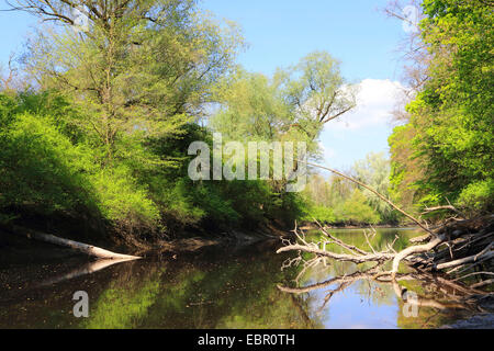 Alte Rhein-Arm im Frühjahr, Deutschland, Rhein Stockfoto