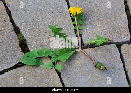 gemeinsamen Löwenzahn (Taraxacum Officinale), zwischen Pflastersteinen, Deutschland Stockfoto