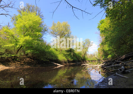 Alte Rhein-Arm im Frühjahr, Deutschland, Rhein Stockfoto