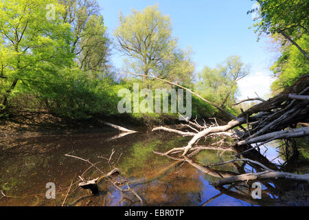 Alte Rhein-Arm im Frühjahr, Deutschland, Rhein Stockfoto