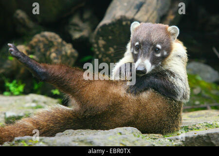 Coatimundi, gemeinsame Nasenbär, braune Nase Nasenbär (Nasua nasua), Grooming Nasenbär, Mexiko, Tepoztlßn Stockfoto