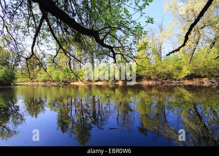 Alte Rhein-Arm im Frühjahr, Deutschland, Rhein Stockfoto