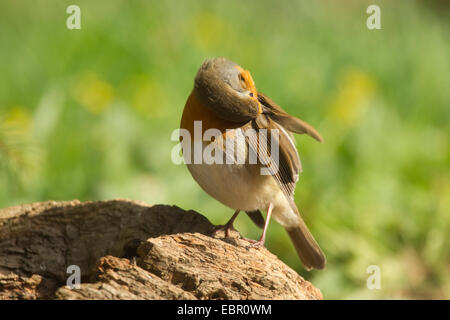 Rotkehlchen (Erithacus Rubecula), Gefieder Pflege auf Baum Haken, Deutschland, Nordrhein-Westfalen Stockfoto