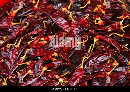 Getrocknete chili Rumpf, Mexiko, Tepoztlßn Stockfoto