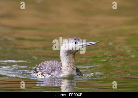 Sterntaucher (Gavia Stellata), schwimmen auf einem See, der Schweiz, den Bodensee Stockfoto