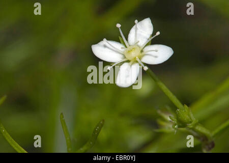 Mossy Sandwort (Moehringia Muscosa), Blume, Deutschland Stockfoto