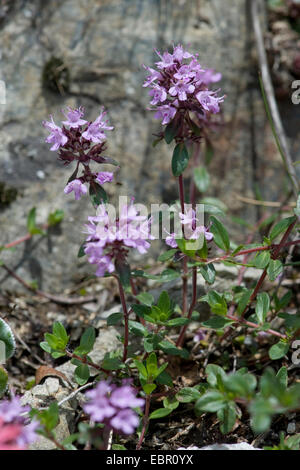 Kriechender Thymian (Thymus Praecox Ssp Polytrichus) blühen, Schweiz Stockfoto