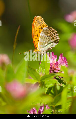 Silber-washed Fritillary (Argynnis Paphia), sitzen auf Zickzack Klee, Deutschland, Bayern Stockfoto