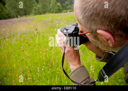 Große Burnet (Sanguisorba Officinalis, Sanguisorba großen), Mann, die Fotos auf einer Wiese, Deutschland, Rheinland-Pfalz, Niederfischbach Stockfoto