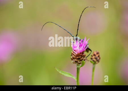 Moschus-Käfer (Aromia Moschata), bei Braun Flockenblume, Deutschland, Rheinland-Pfalz Stockfoto