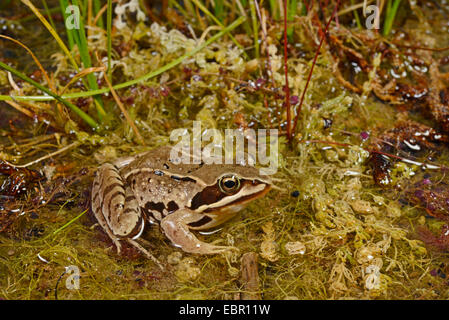 Moor-Frosch (Rana Arvalis), im flachen Wasser, Schweden, Moeckelmossen, Oeland, Mysinge Naturreservat Und Gynge Naturreservat Stockfoto