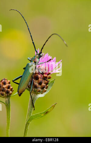 Moschus-Käfer (Aromia Moschata), bei Braun Flockenblume, Deutschland, Rheinland-Pfalz Stockfoto