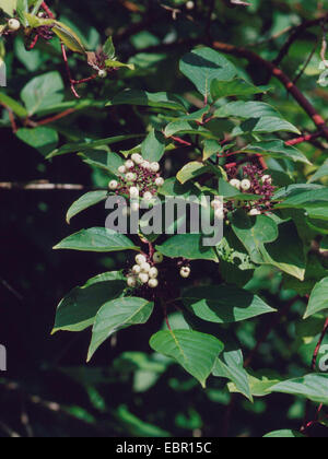 weiße Hartriegel, weiße fruited Hartriegel, roter bellte Hartriegel (Cornus Alba), mit Früchten Stockfoto