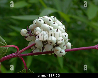 weiße Hartriegel, weiße fruited Hartriegel, roter bellte Hartriegel (Cornus Alba), mit Früchten Stockfoto