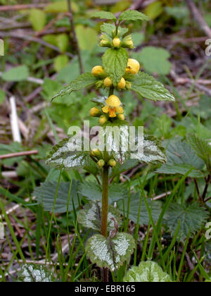 Erzengel (Lamium Argentatum, Galeobdolon Luteum fo. Argentatum, Galeobdolon Argentatum), gelbe Blüte, Deutschland Stockfoto