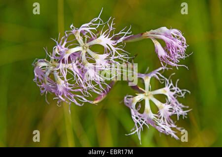 herrliche Rosa (Dianthus Superbus), Blumen, Deutschland, Bayern Stockfoto