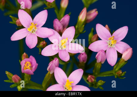 Gemeinsamen Tausendgüldenkraut, Europäische Tausendgüldenkraut, Bitteres Kraut (Centaurium Saccharopolyspora Saccharopolyspora Centaurium Centaurium minus Centaurium Umbellatum), blühen, Deutschland Stockfoto