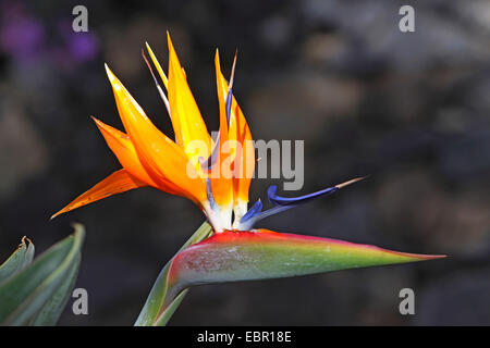 Kran-Paradiesvogel Blume, Blüte, Blume, Kanarische Inseln, Teneriffa, Geel Piesang (Strelitzia Reginae) Stockfoto